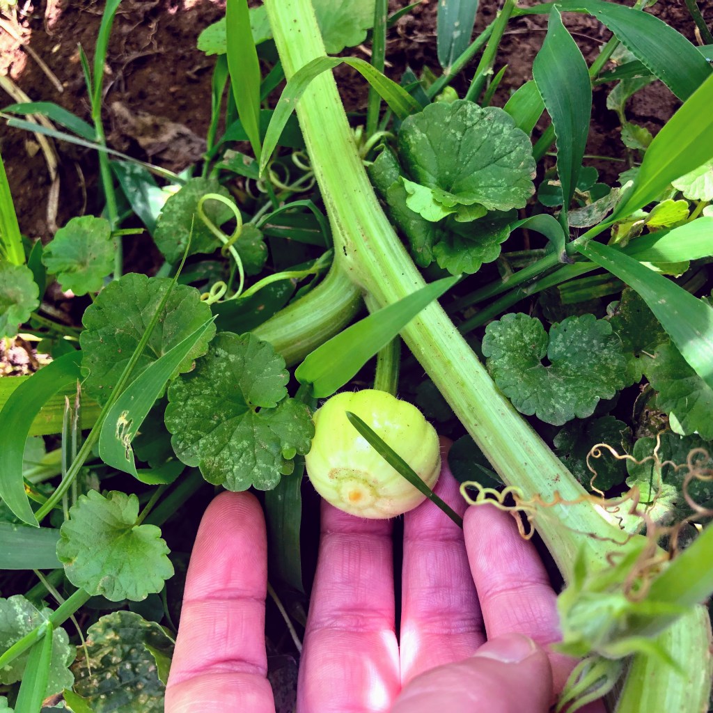 The hand of a woman who has just learned how to start composting is caressing a tiny pumpkin budding from a large plant.