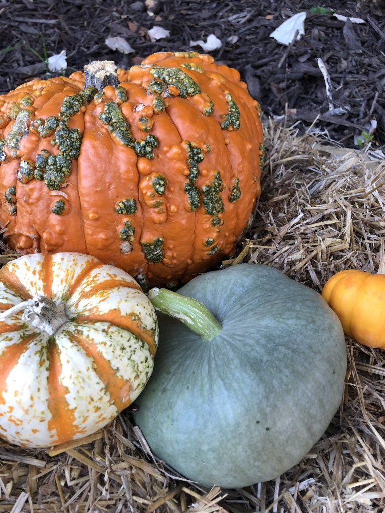 Pumpkins of various shapes and sizes lay on a bed of straw for fall.