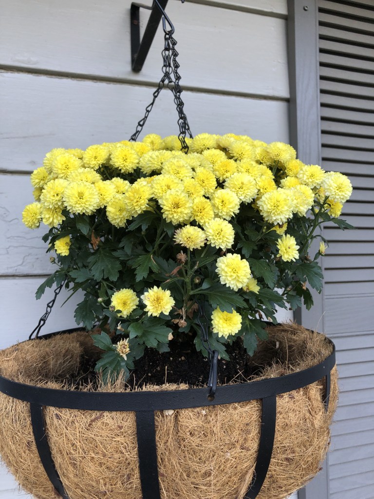 Yellow mums hang from a hanging planter.