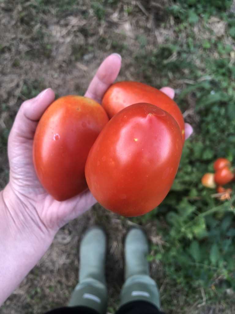 Tomatoes have been picked from a garden and are being held.