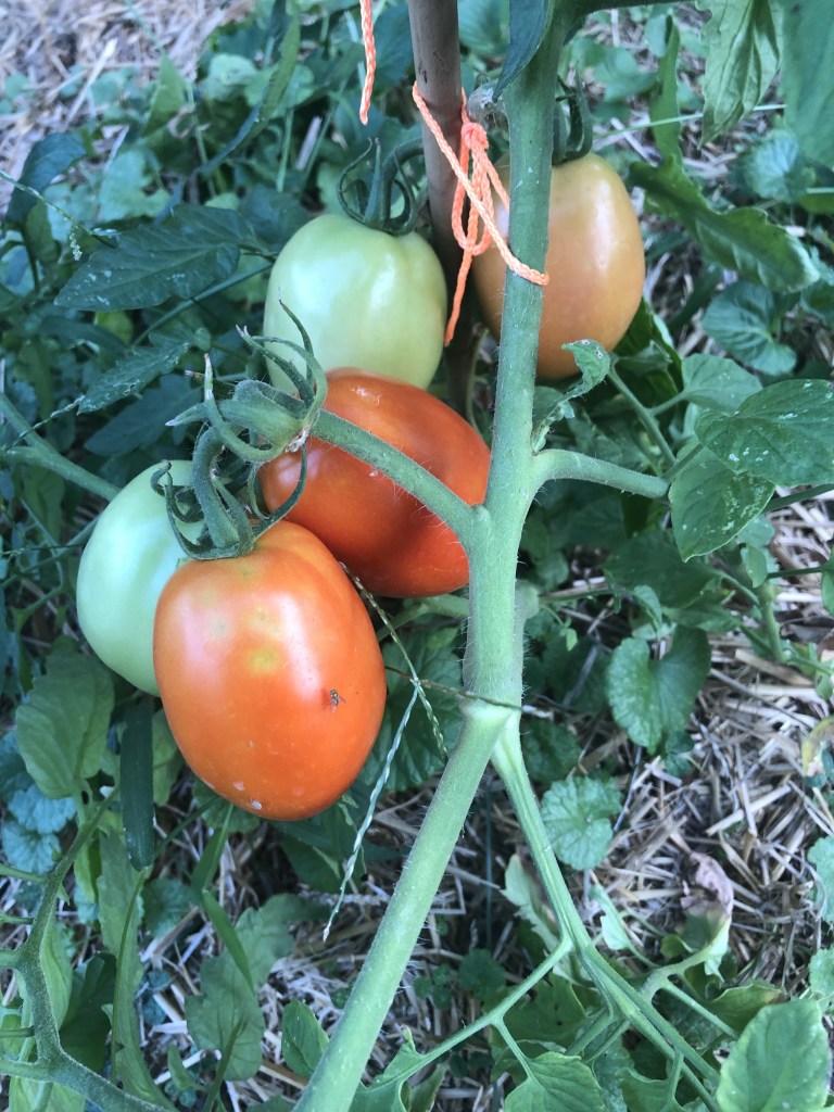 Organic roma tomatoes grow in a garden.
