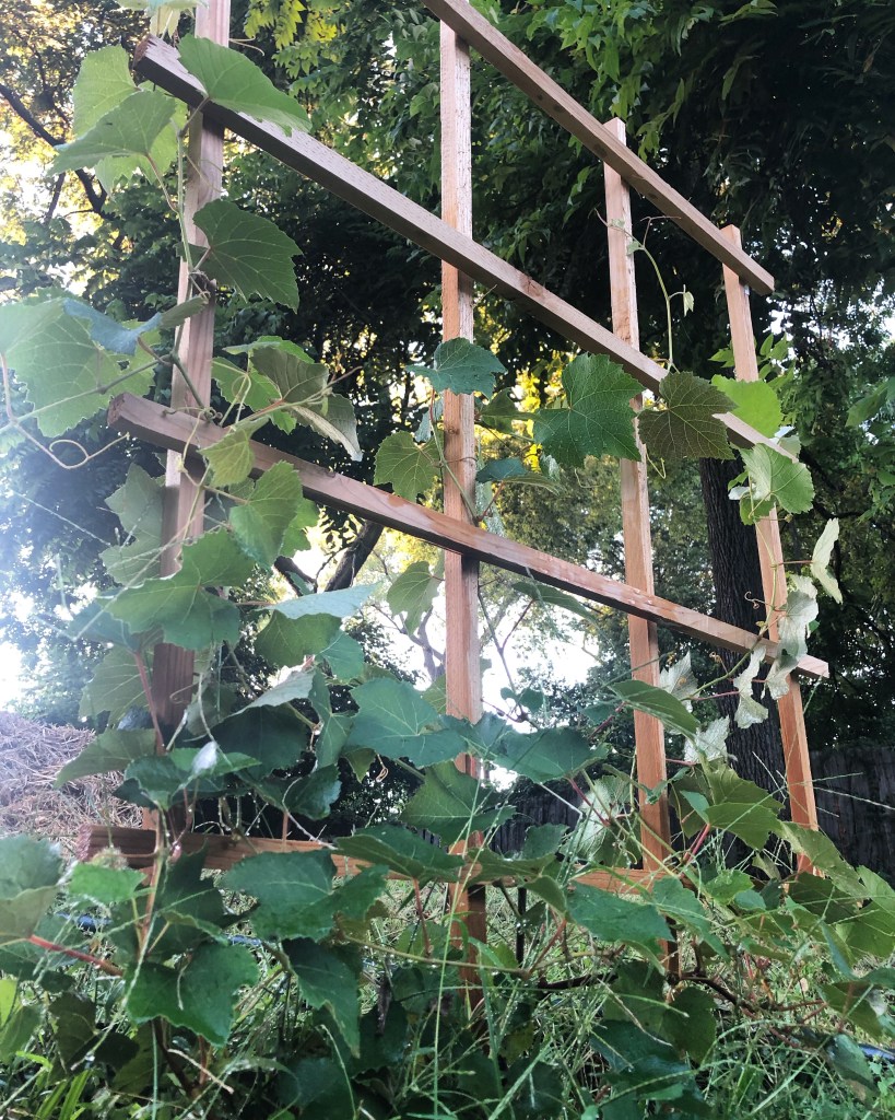 My first time I’m gardeing in clay soil I am growing grapes. Here on the vine, they are climbing a trellis.