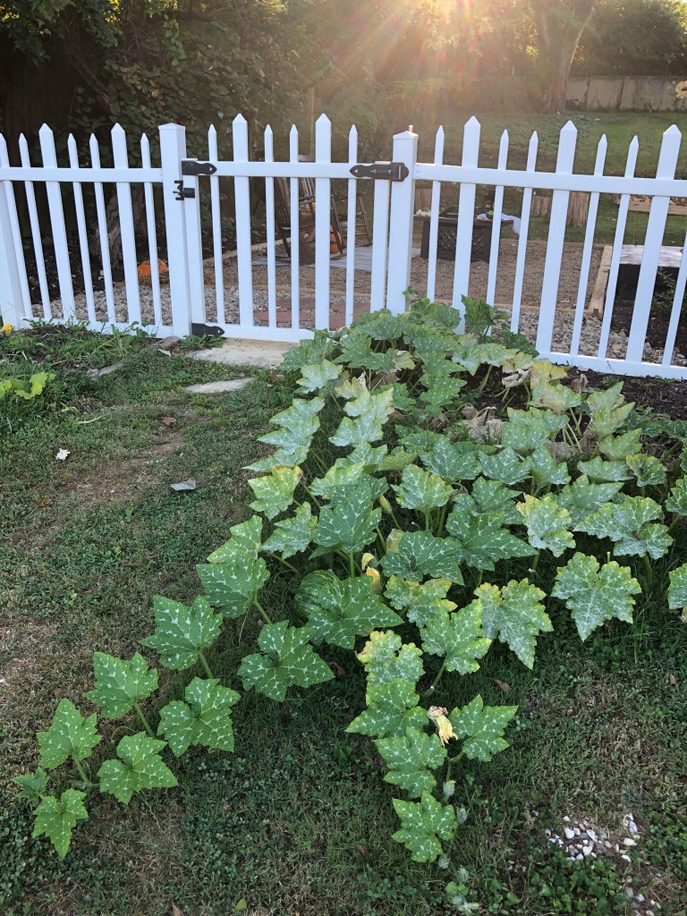 A pumpkin patch grows near a cottage.