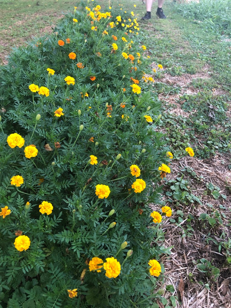 Marigolds grow in a garden.
