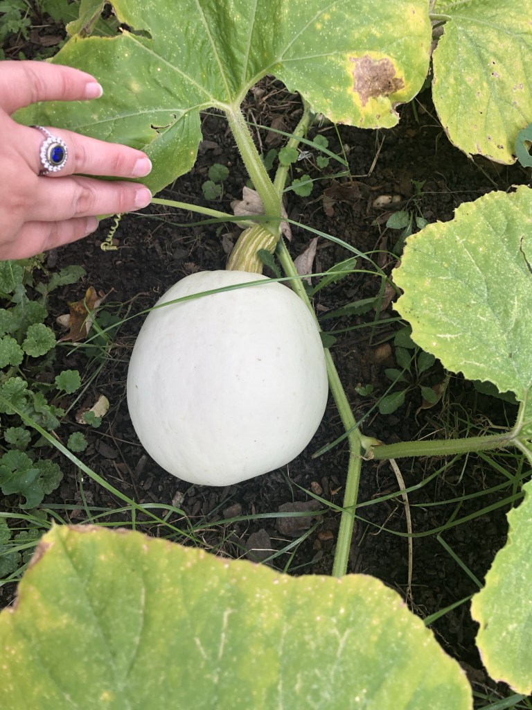White pumpkins grow in a garden. 