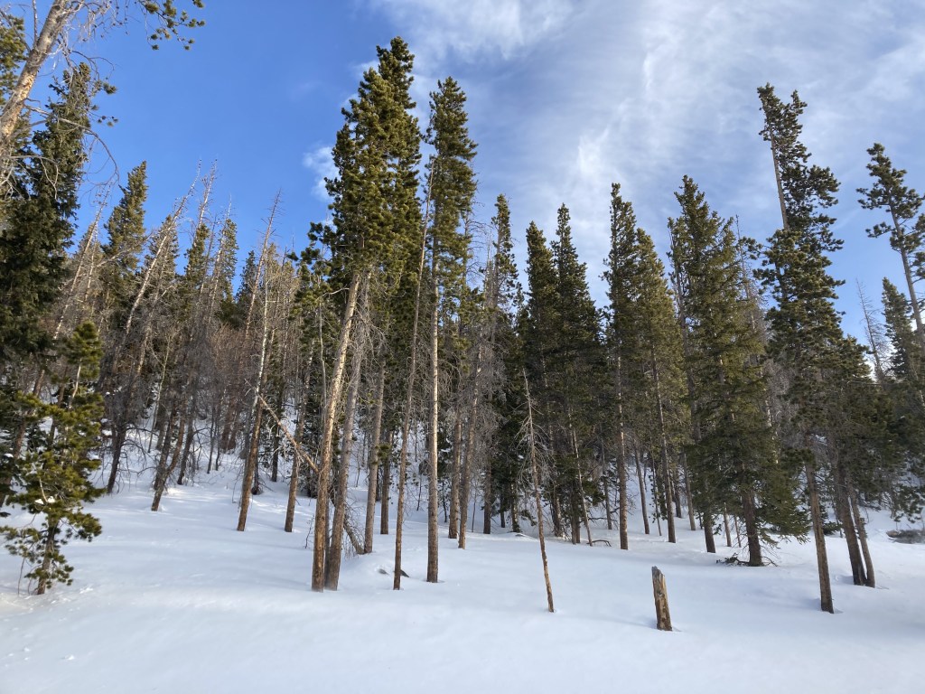 Gorgeous trees deep in Rocky Mountain National Park, during our Green Jeep tour.