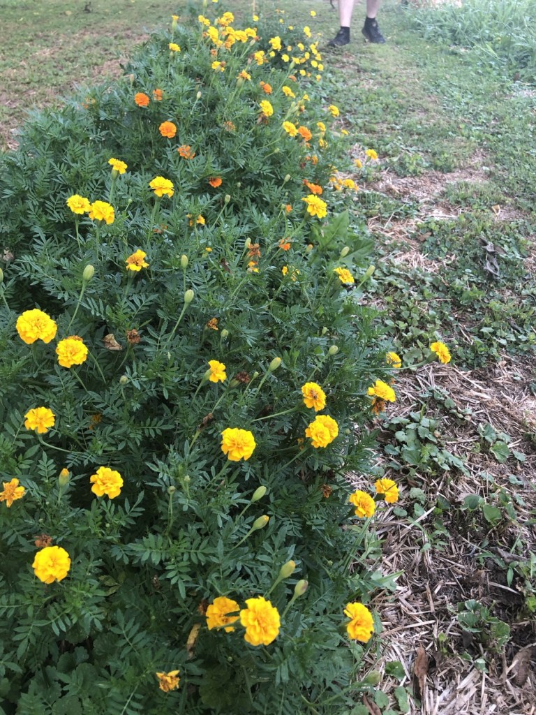 Marigolds photographed in their row of the garden. 