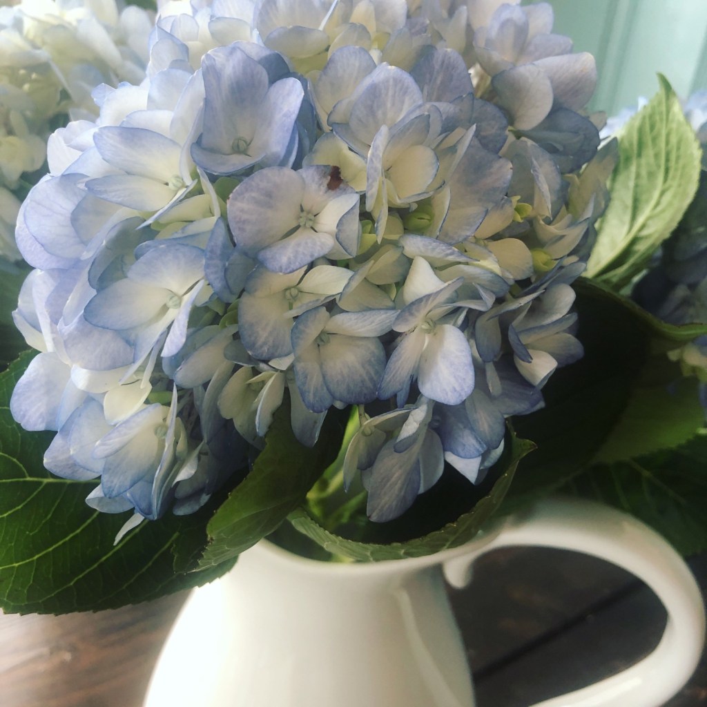 Blue hydrangeas sit in a vase on a spring cottage dining table.