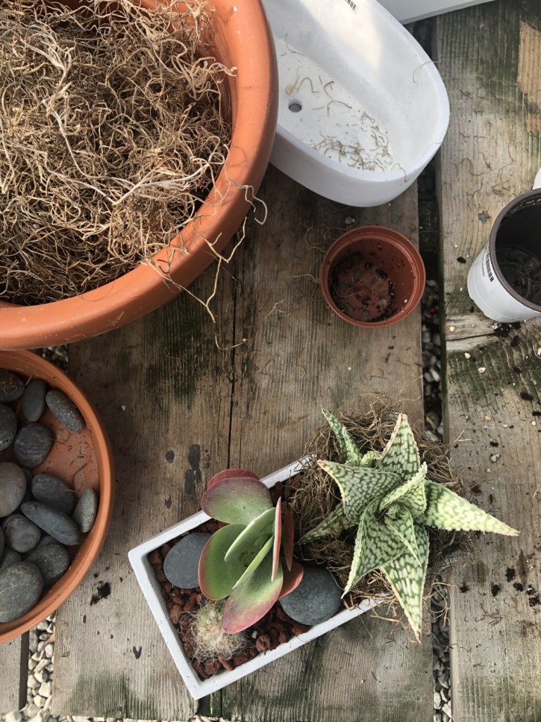 A variety of materials have been used to create an indoor succulent garden. They sit on table in a nursery alongside other potting ingredients.