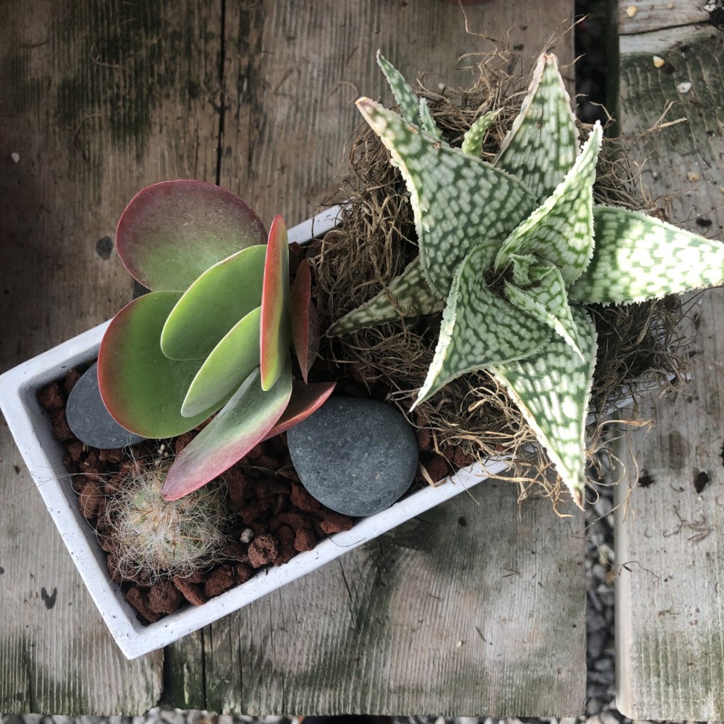 A DIY succulent container is proudly sitting on a wood table after being created in a workshop.