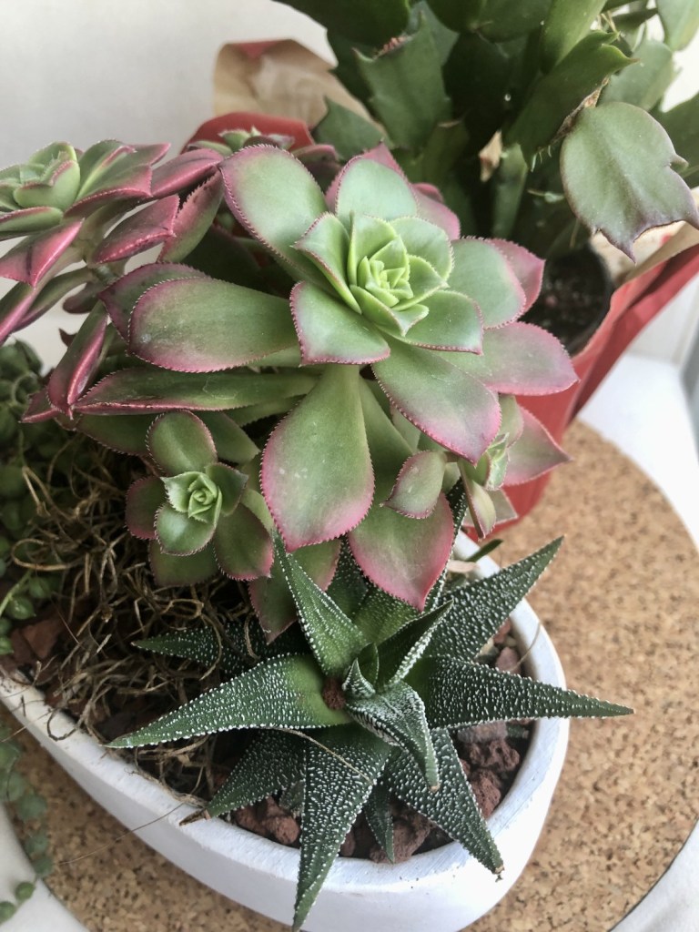 An indoor succulent garden has gorgeous leaves as it sits in its snug container.