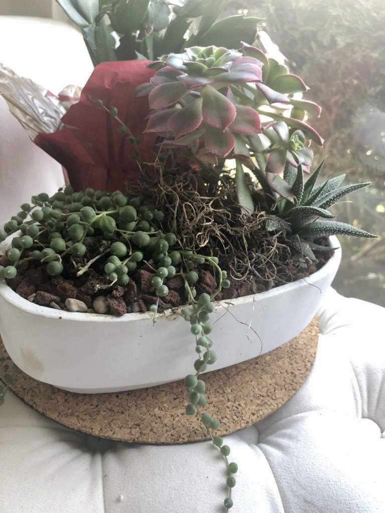 A string of pearls succulent is the star in this DIY succulent container covered with lava rocks and pebbles.