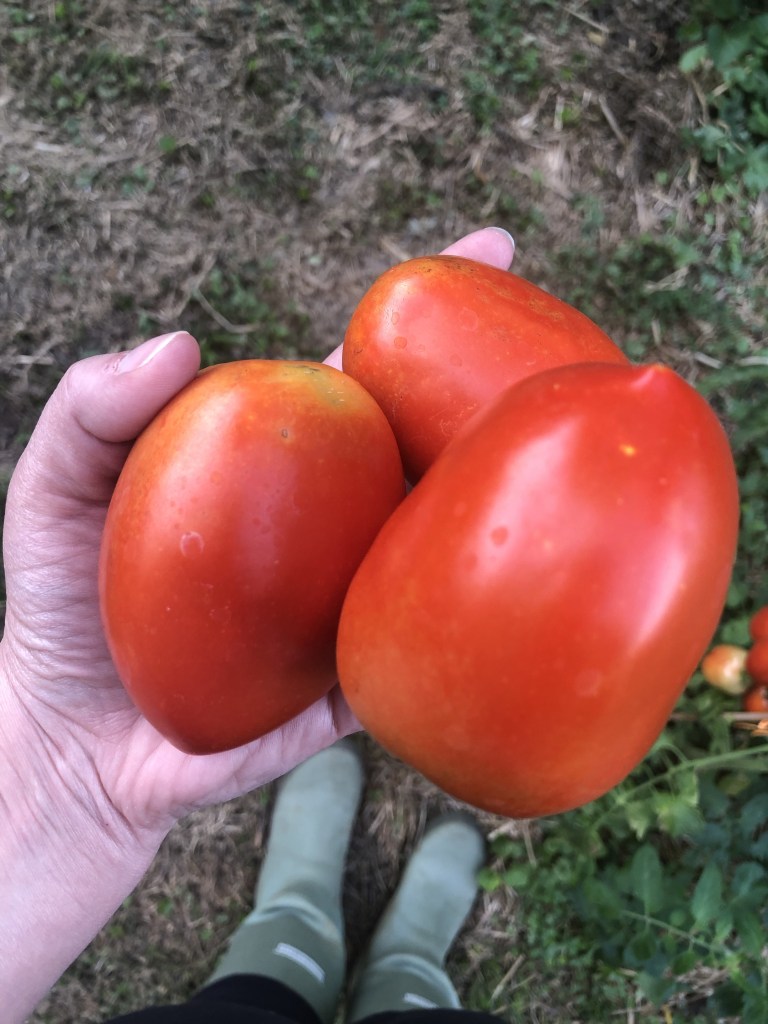 Roma tomatoes are being held in a woman's hand.