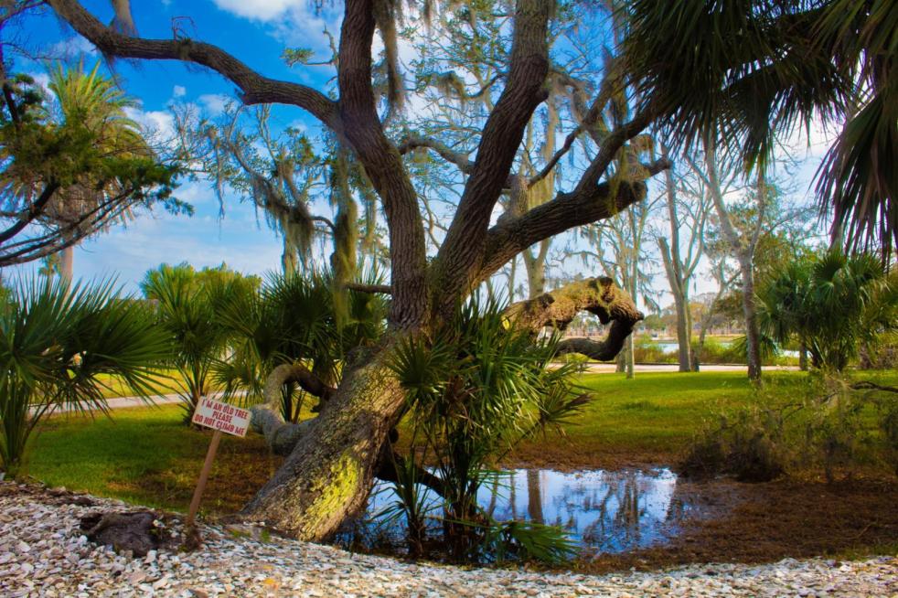 A park shows a large bright tree in the middle.