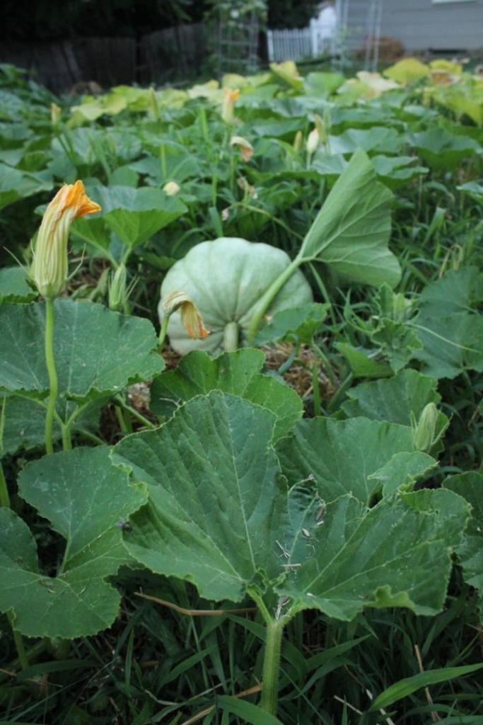 A stunning pumpkin grows near flowering plants in a large summer gardening bed.