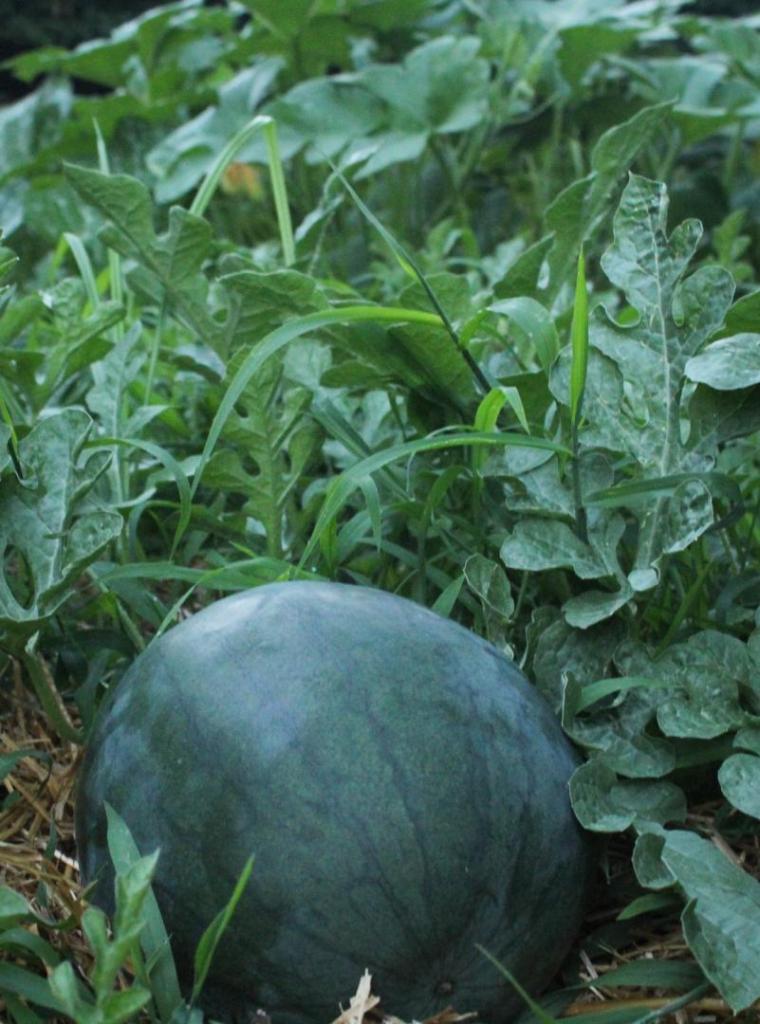 A watermelon is ready to be harvest in a summer gardening haven in a suburban backyard.