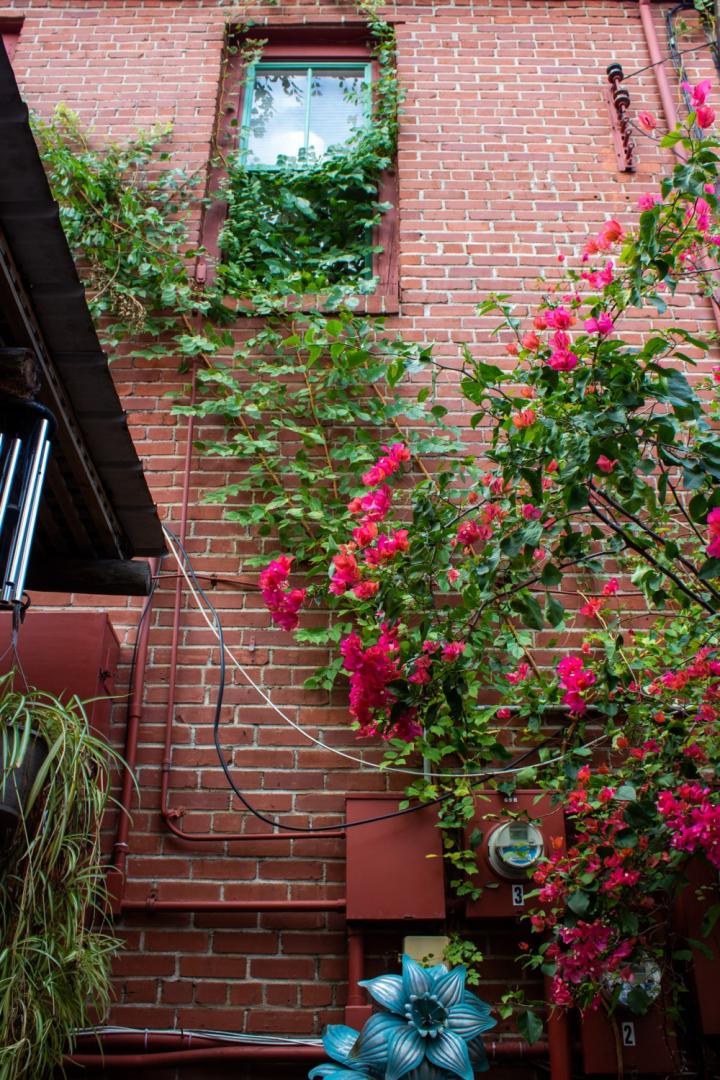 New family traditions consist of admiring natural beauty in a seaside town where roses grow up the side of an historic brick building.