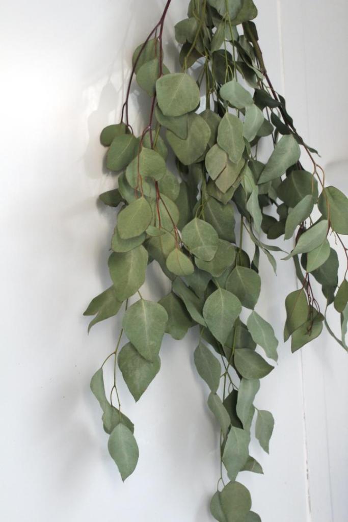 Fresh eucalyptus hangs in the shower after being scrubbed down.
