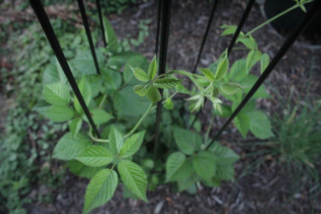 A raspberry bush climbs a trellis.