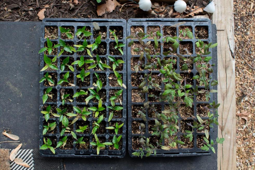 How to harden off seedlings starts by placing them outside in a safe place as shown here on a stoop.