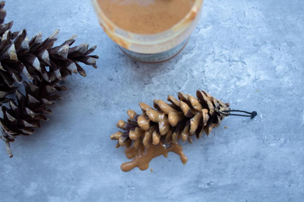 Peanut butter is added to a pine cone.
