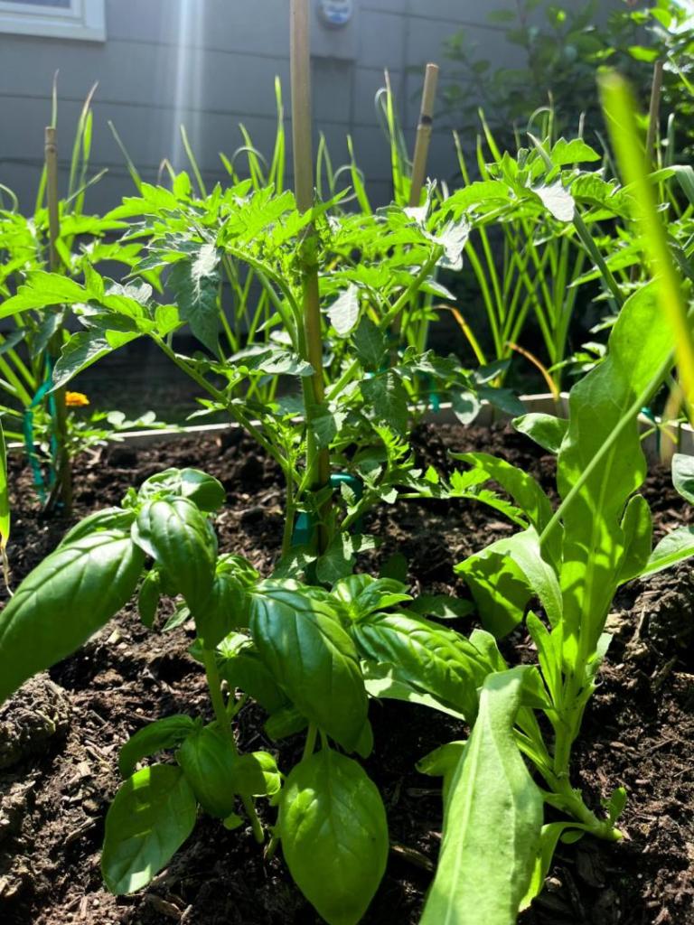Basil and tomatoes grow in a raised garden bed.