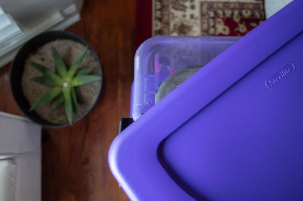 Declutter and organize with me using the purple totes featured here alongside a succulent plant.