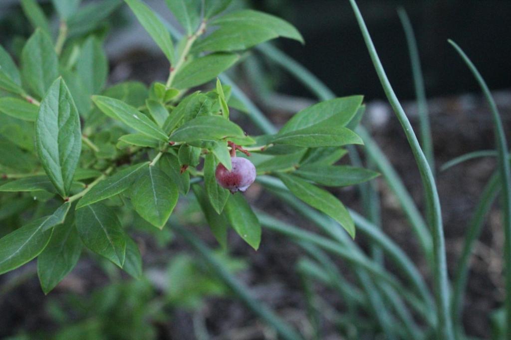 Green onions have been planted near a blueberry bush to deter some pests.