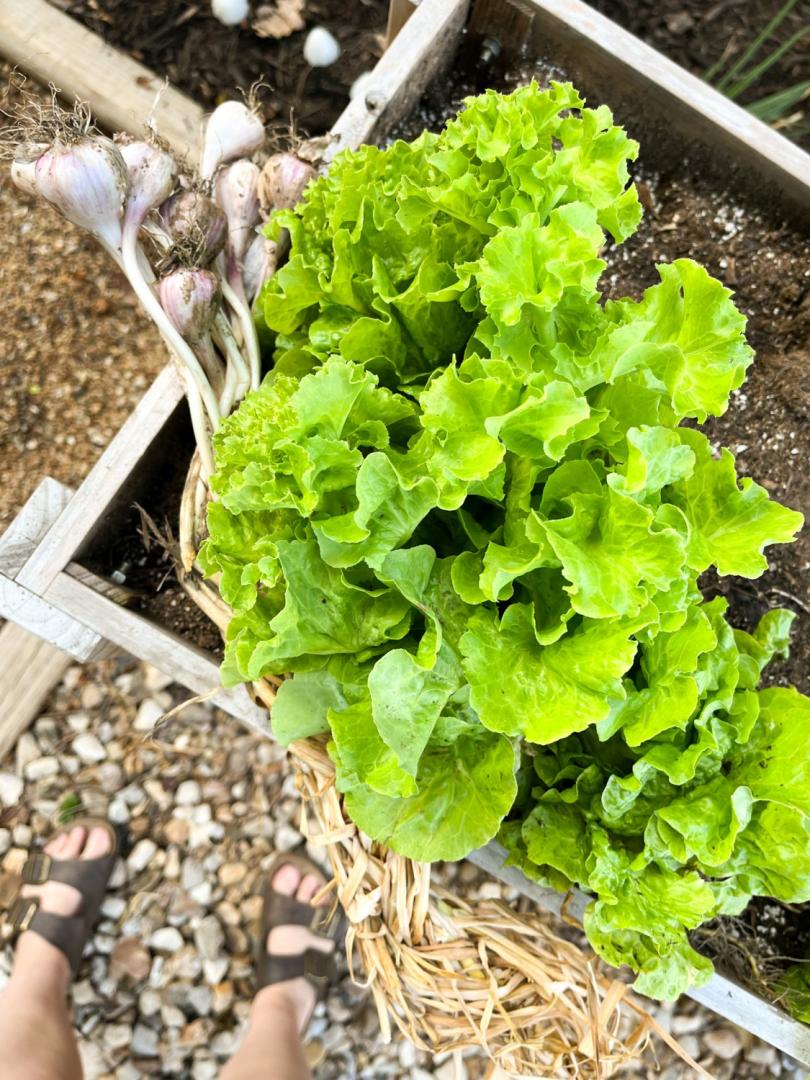 Butterhead lettuce grows wide in a raised bed garden.