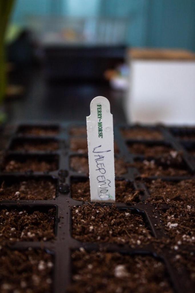 A plant label is added to a tray of seeds in order to show a step for how to germinate seeds indoors.
