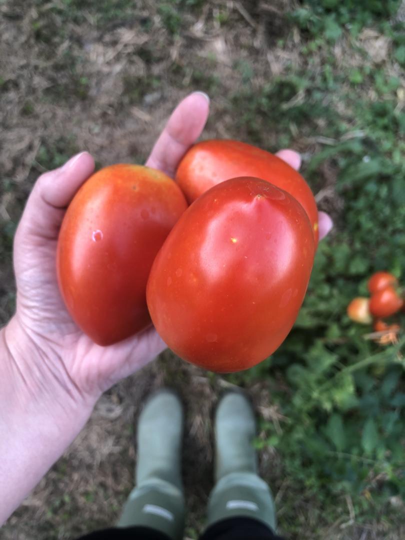 Picked Roma tomatoes lay in a woman's hand as she stands in her garden.