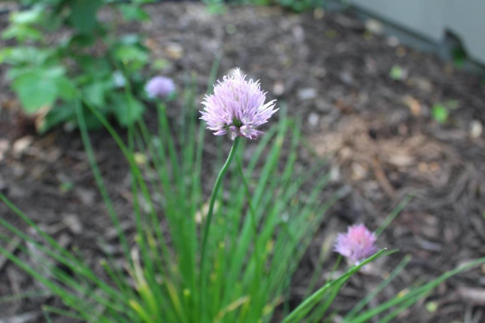Chive blossoms blossom on top of chives ready to be harvested.
