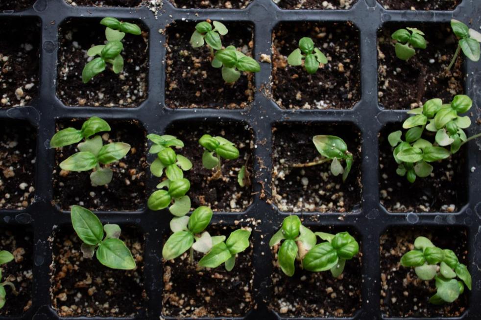 Basil begins to grow inside cells of a seedling tray in an effort to learn how to harden off seedlings.