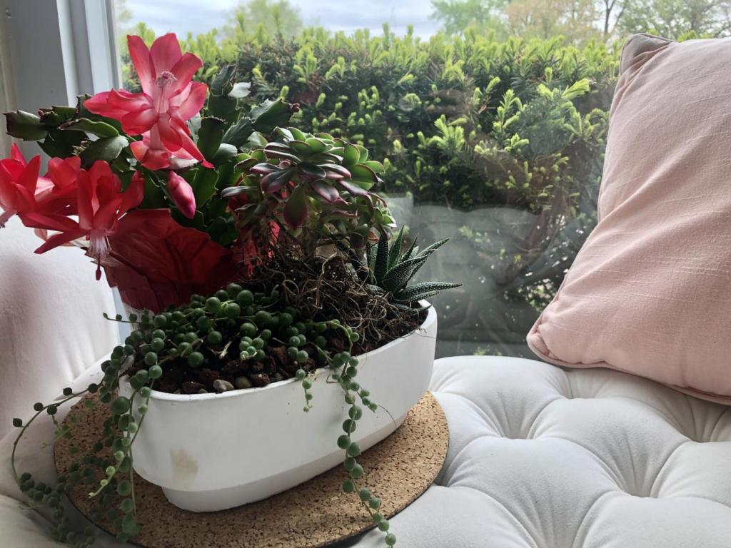 An eco-friendly home includes this indoor succulent garden that helps create cleaner air to breathe. It blossoms with pink flowers and sits in an open bay window on a white cushioned bench.