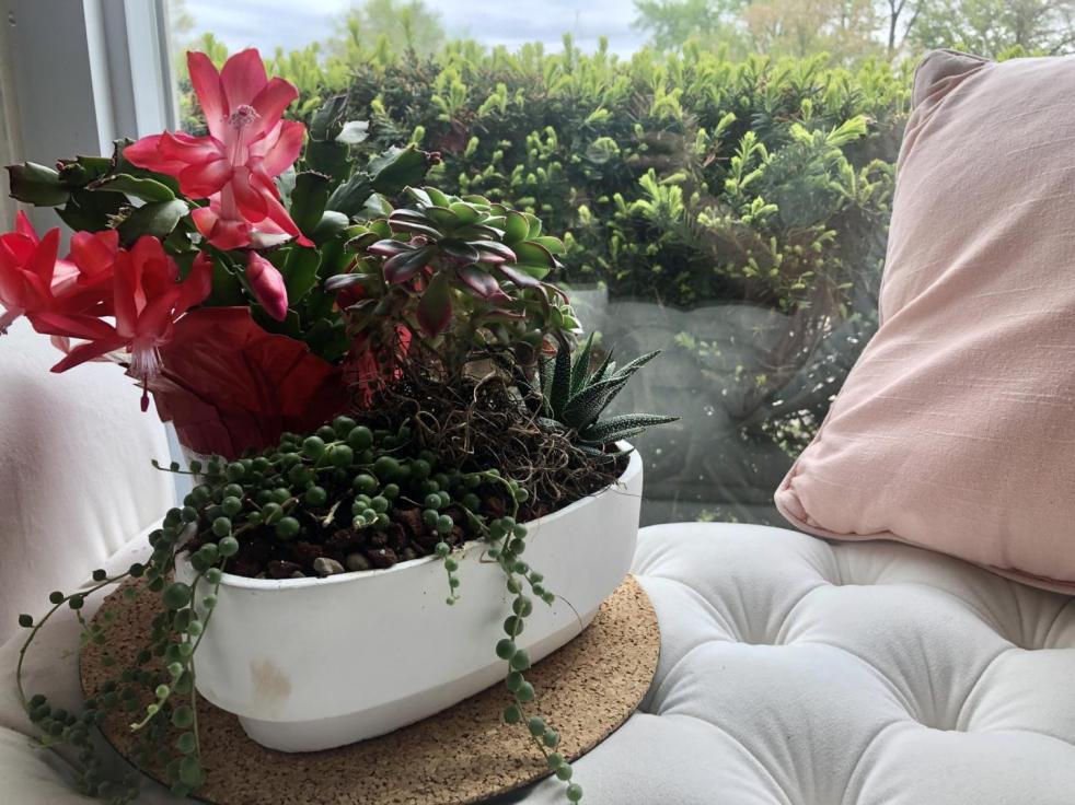 An eco-friendly home includes this indoor succulent garden that helps create cleaner air to breathe. It blossoms with pink flowers and sits in an open bay window on a white cushioned bench.