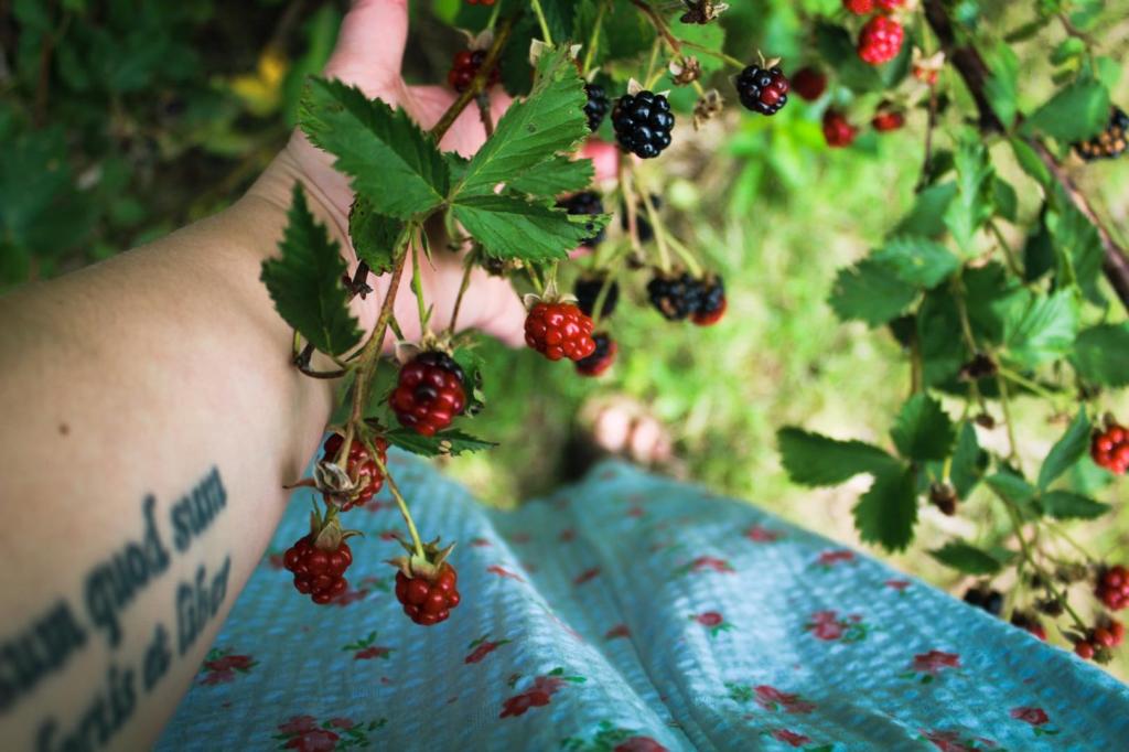 A woman holds berries growing from a blackberry bush.