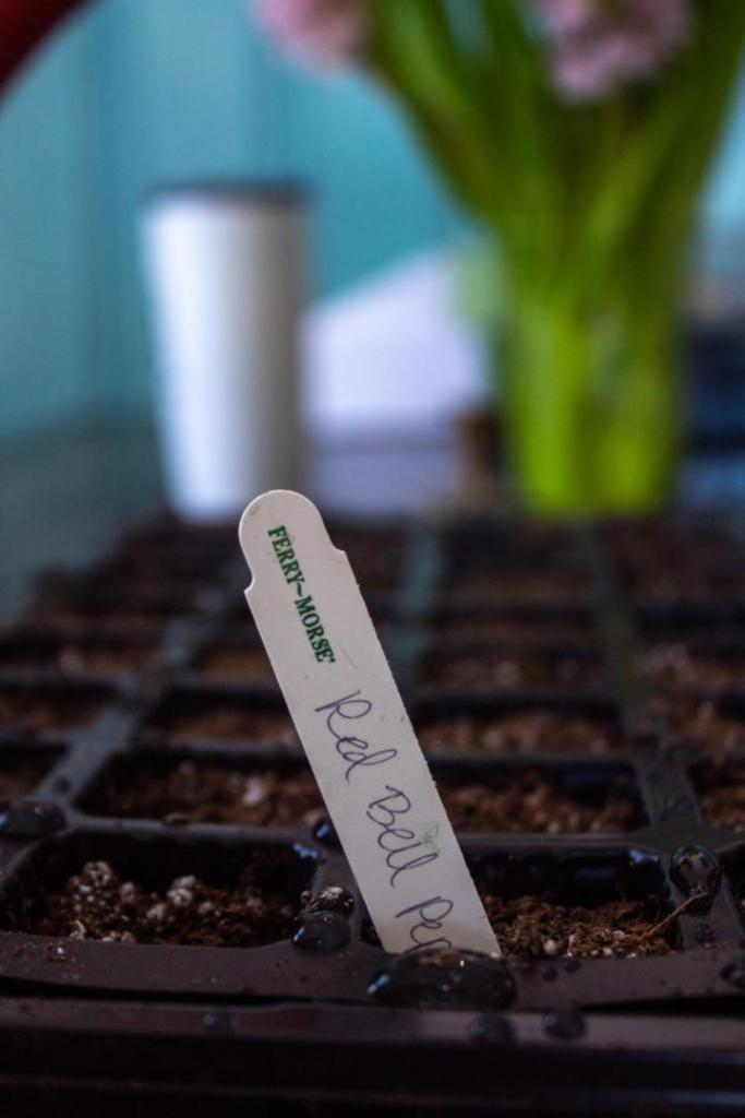 Seeds are germinated indoors and a plant label is used to label the type of plant.