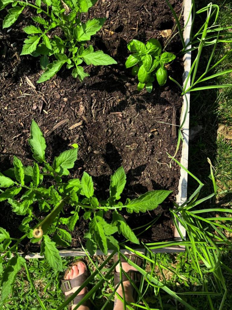 A vegetable gardening bed is shown with crops growing in the organic soil amendments.