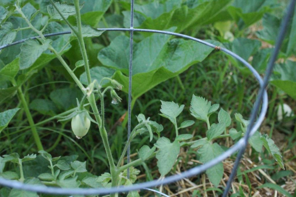 The beginning of tomatoes grow on a tomato plant.