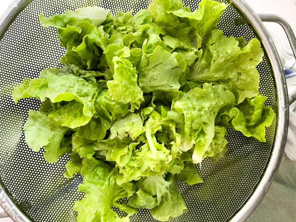 Lettuce is harvested and placed in a colander for rinsing.