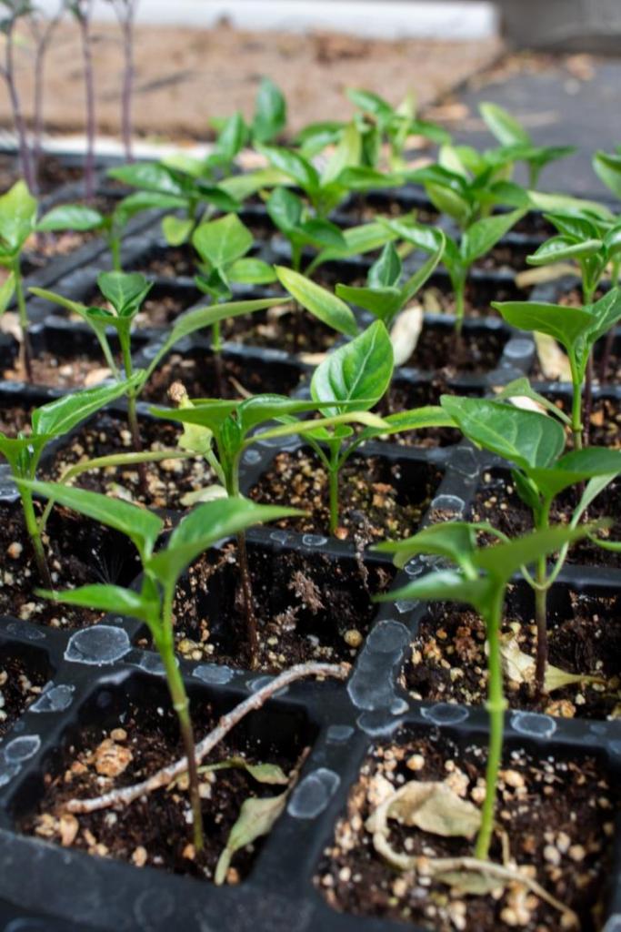 Pepper seedlings are being hardened off over 7 days time.
