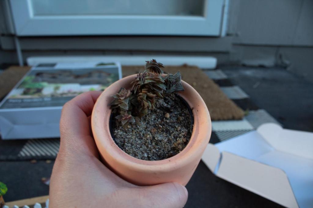 A succulent is added to a garden space on a patio.