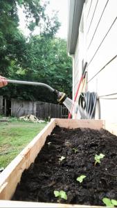 A hose waters newly planted seedlings in a garden bed.