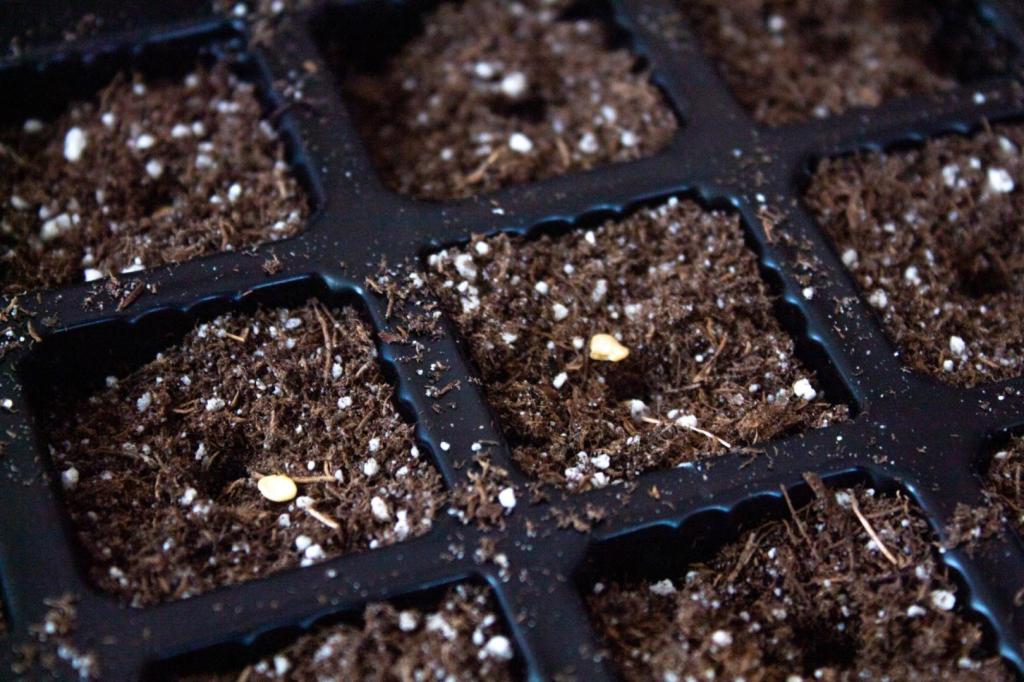 Seeds are added into small pits of soil.