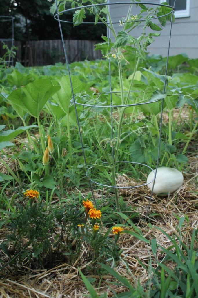 Tomatoes, peppers, pumpkins and marigolds all share a garden bed.