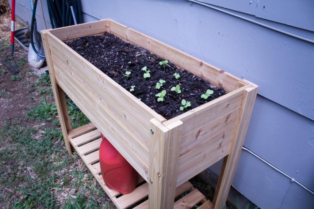 A raised garden bed contains thriving seedlings and a watering can on it.