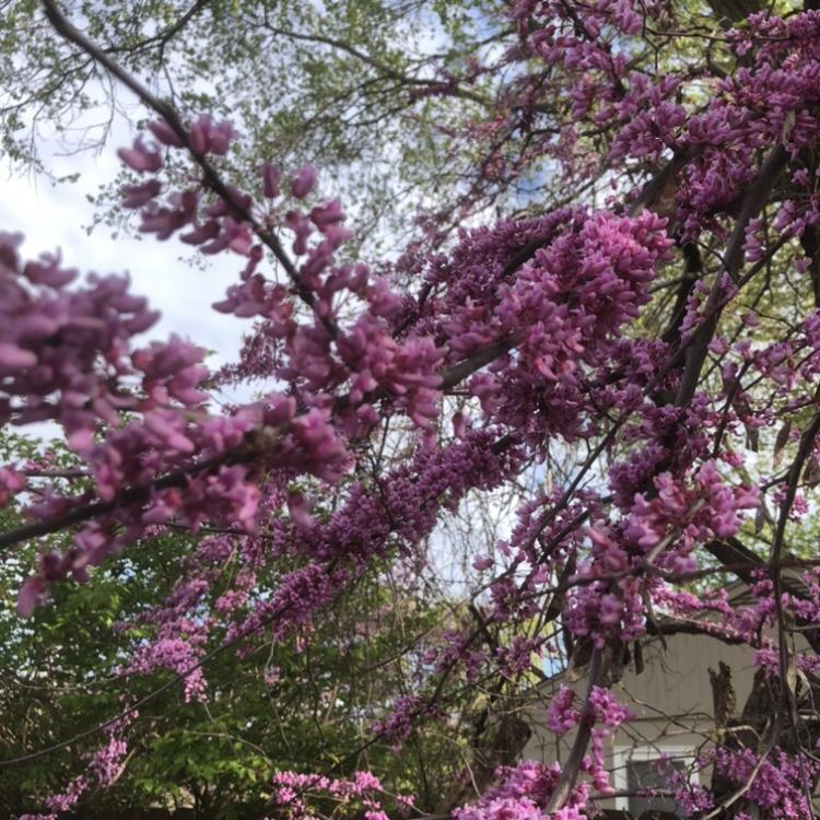 A tree is flowering pink florals in the spring.